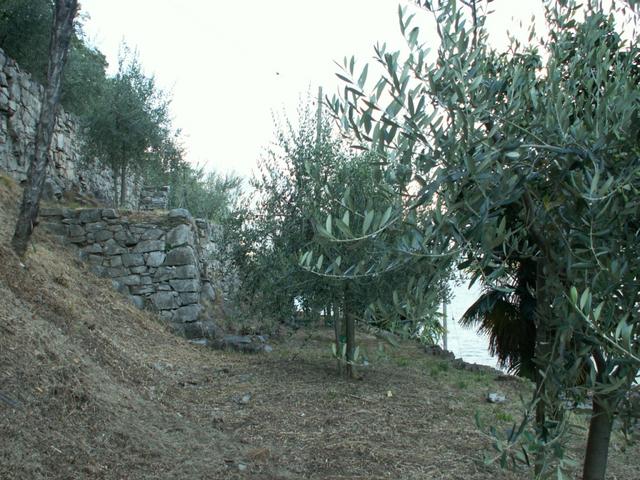 Olivenhaine in Gandria