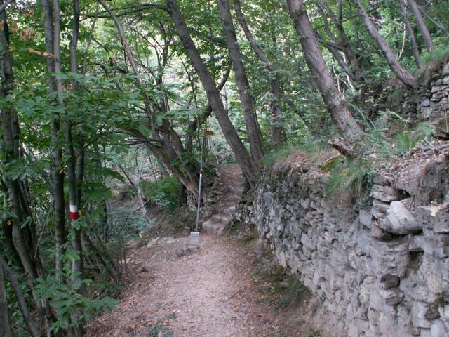 durch den Wald Richtung Brè