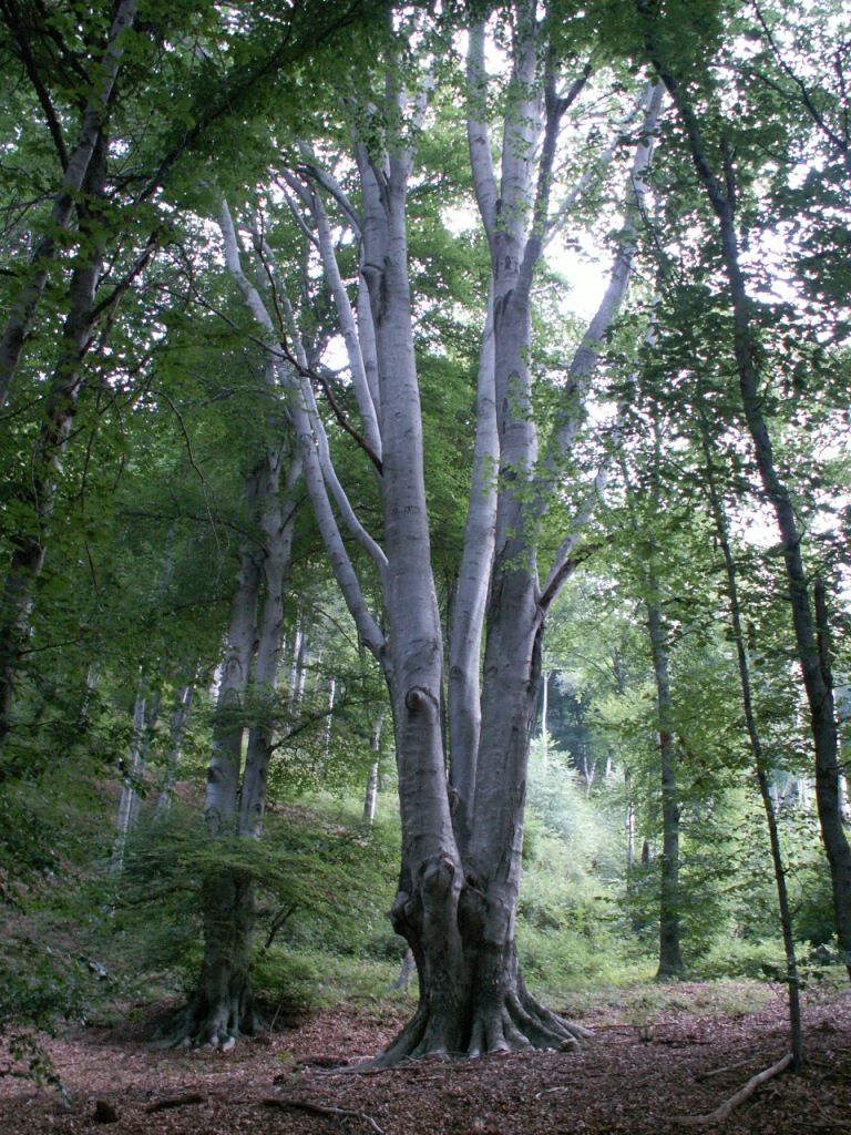 das sind uralte Bäume