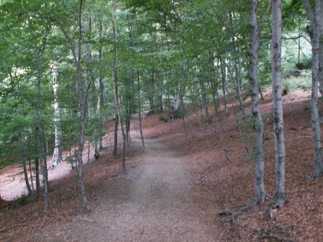 auf einem breiten Waldweg alles aufwärts