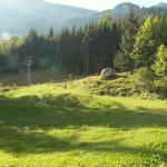 danach über Weiden in den Wald