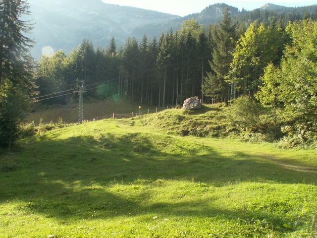 danach über Weiden in den Wald