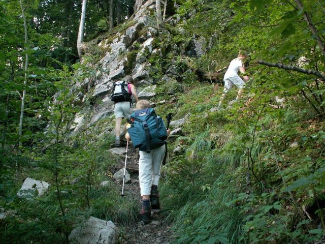 im Wald steil aufwärts