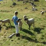 Riccardo und die Schafe