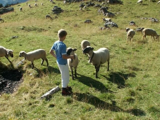 Riccardo und die Schafe