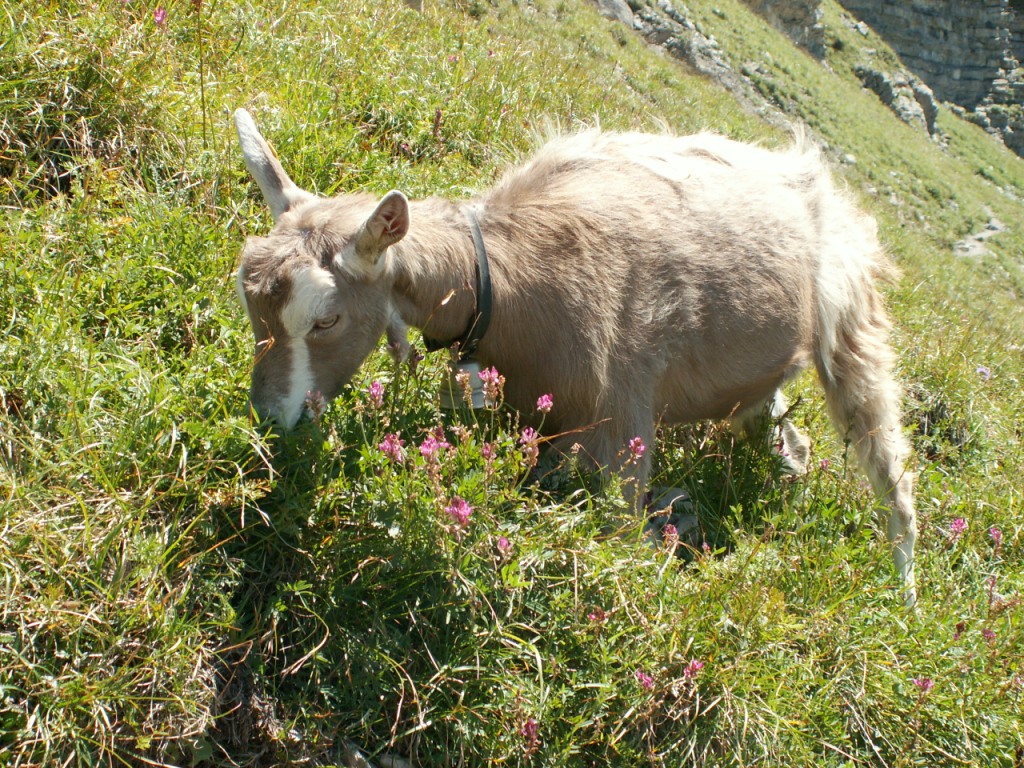 Geis auf dem Grätli