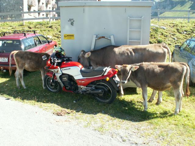 Kälber begutachten ein Motorrad