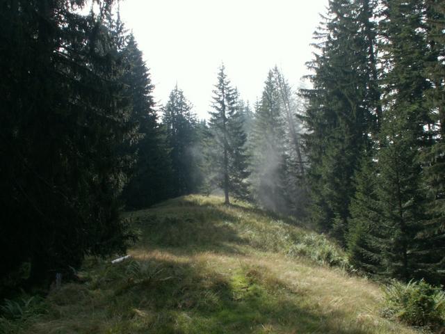 schöner Wald, leider sumpfig