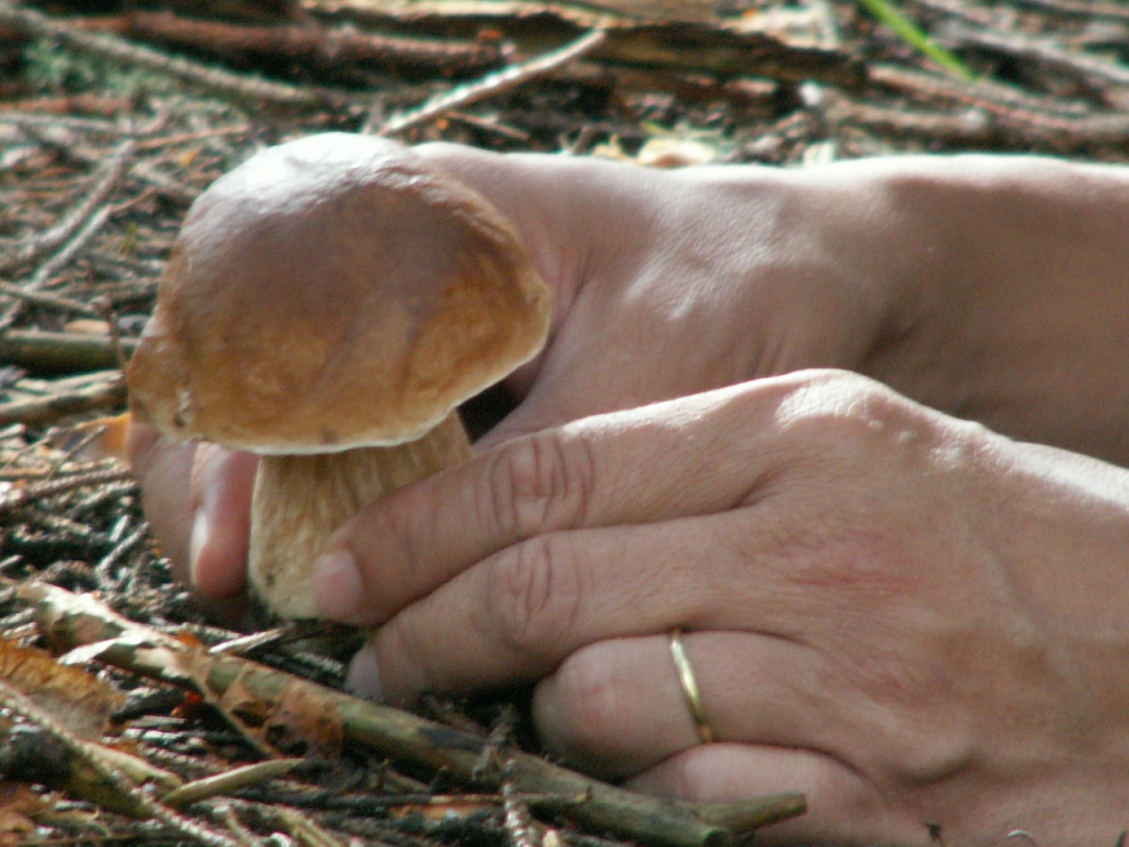 ein Steinpilz