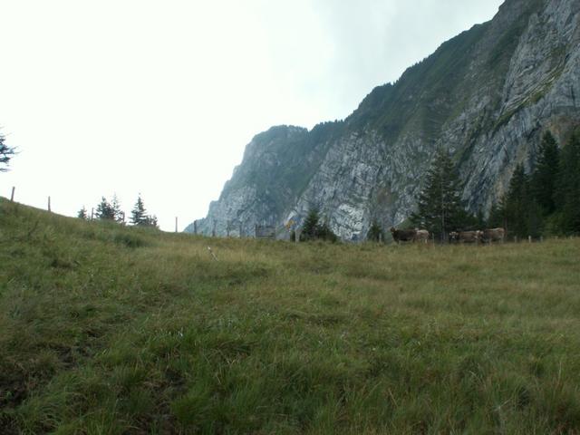 Scheideggpass 1431 m.ü.M.