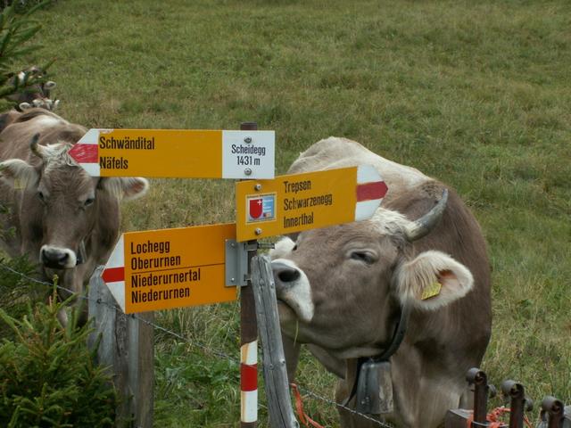 Kuh auf Schwyzer Seite