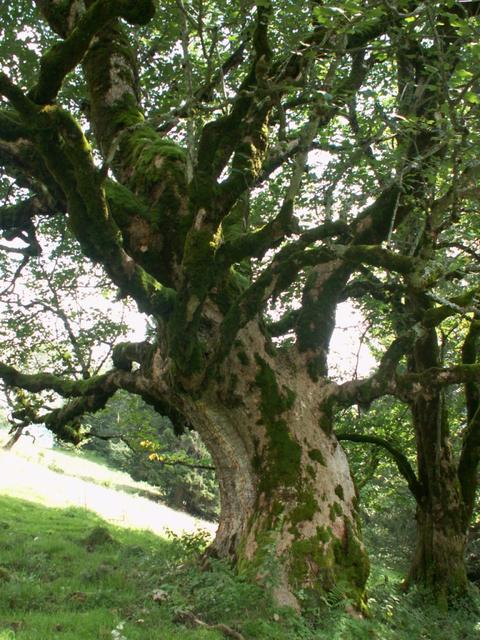 wie alt wird wohl dieser Baum sein