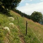 Waldlichtung oberhalb Stein