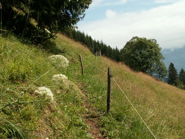 Waldlichtung oberhalb Stein