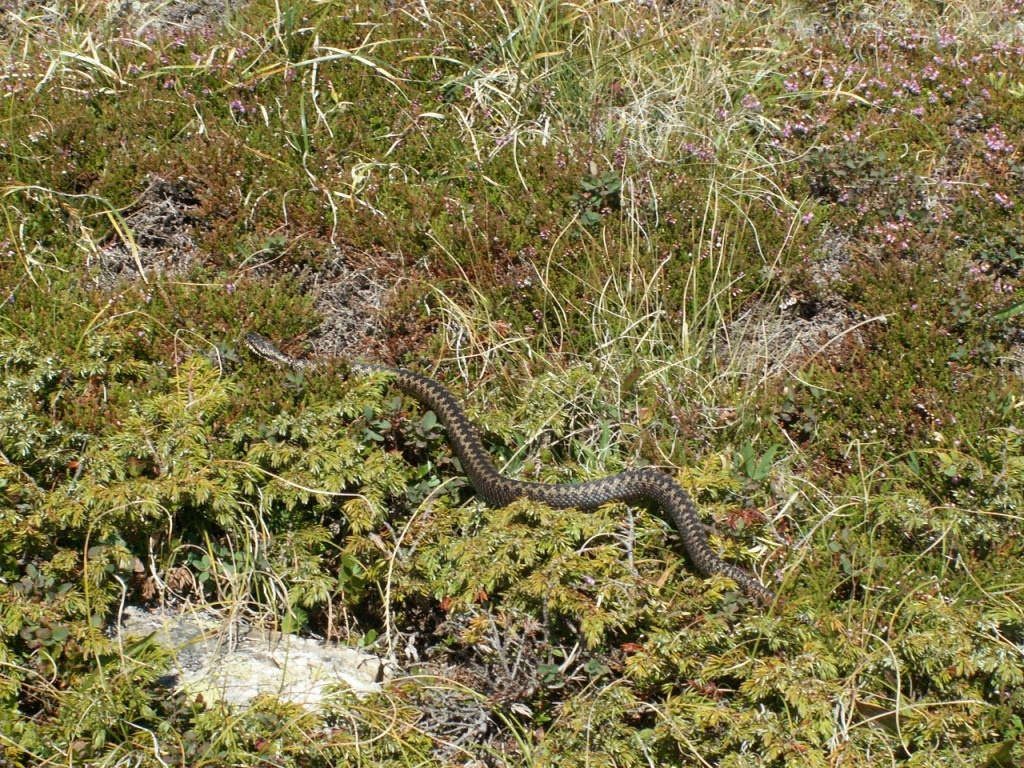 Kreuzotter (Vipera berus)