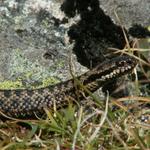 Kreuzotter (Vipera berus)