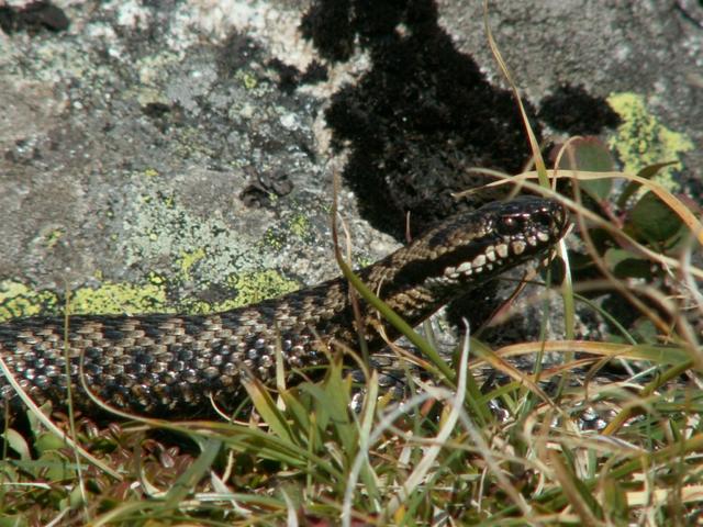 Kreuzotter (Vipera berus)