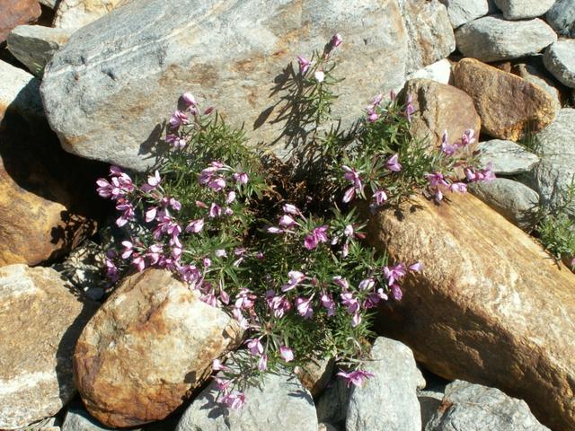 Blumen in so einer Steinwüste