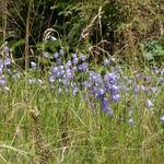 schöne Blumen am Wegesrand