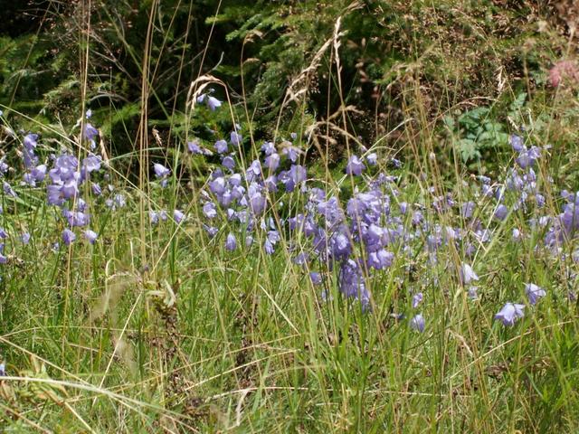 schöne Blumen am Wegesrand