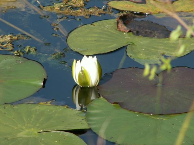 weisse Wasserrose