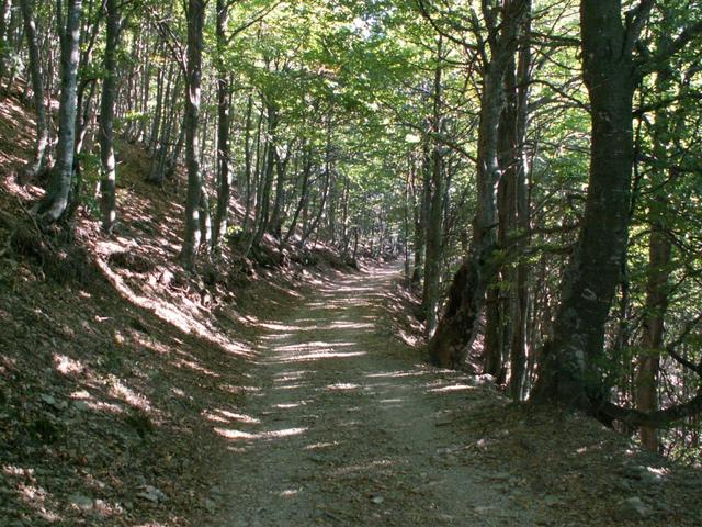 durch einen schönen Wald