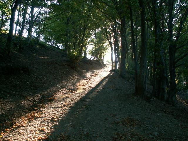 zu einer Waldlichtung