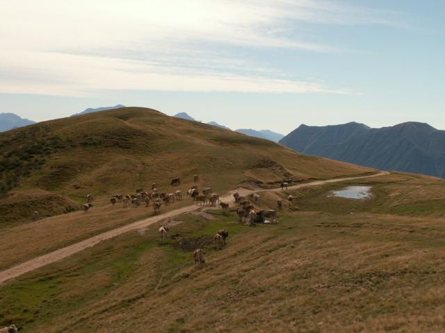 Kühe beim Piano di San Lucio