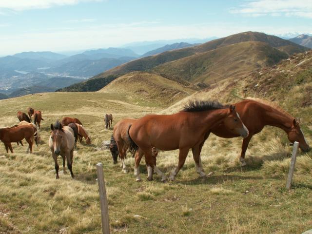 Pferde bei Pozzaiolo