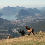 Blick auf Lugano