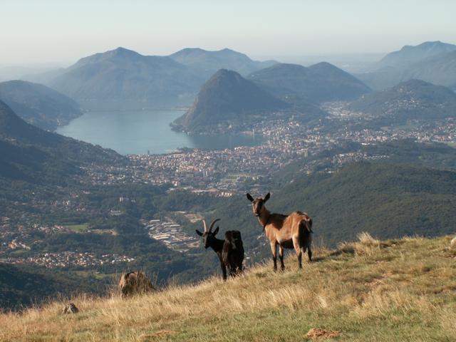 Blick auf Lugano