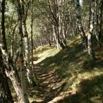 schöner Waldweg