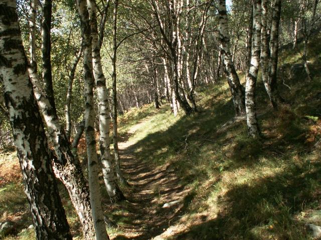 schöner Waldweg