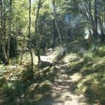 romatischer Waldweg