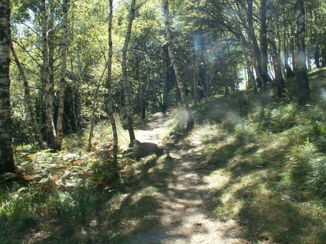 romatischer Waldweg