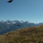 Bergdohlen im Anflug, links der Hausstock