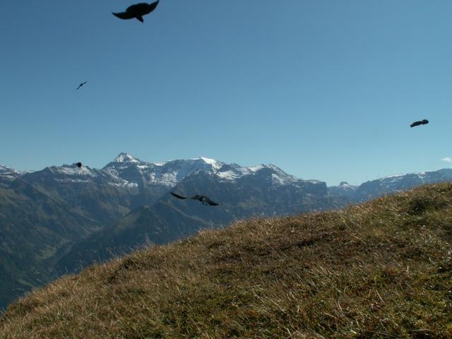 Bergdohlen im Anflug, links der Hausstock