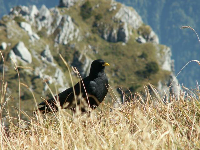 Bergdohle wartet auf Brotkrümmel