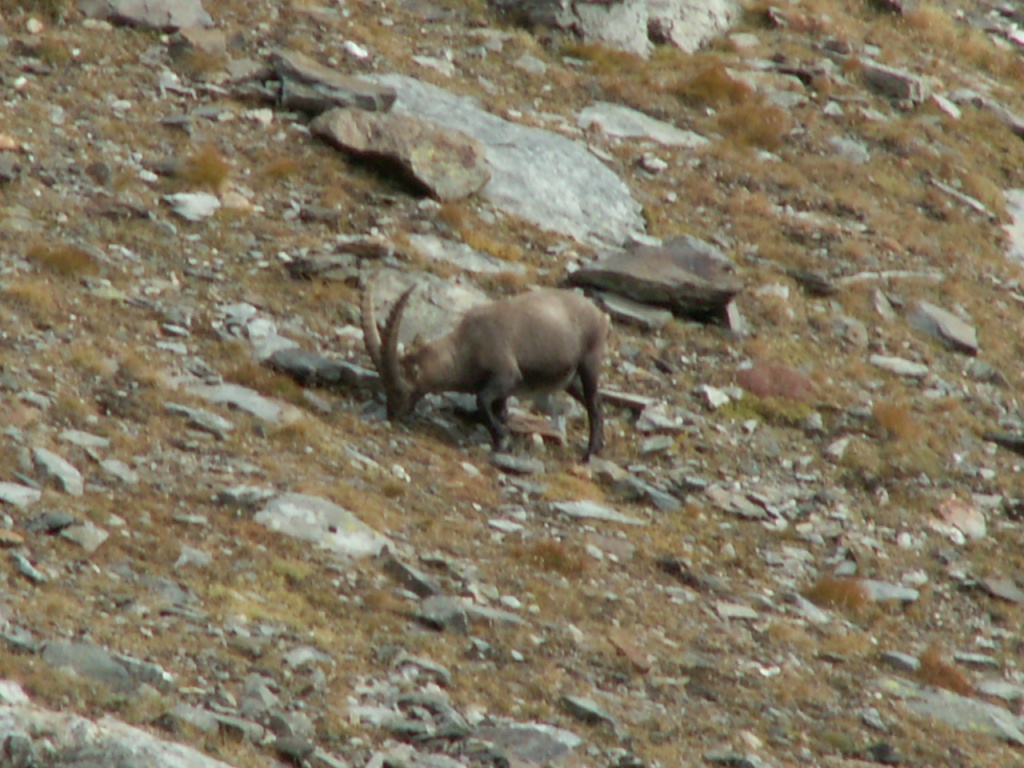 ein Steinbock