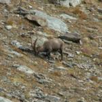 ein Steinbock