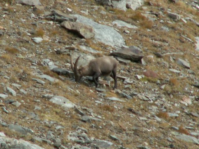 ein Steinbock