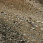 eine ganze Kolonie von Steinböcken