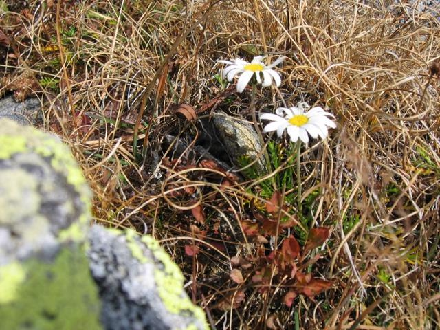 Blumen am Wegesrand