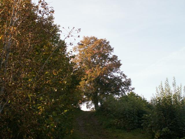 Zentenar Linde auf dem Nieschberg