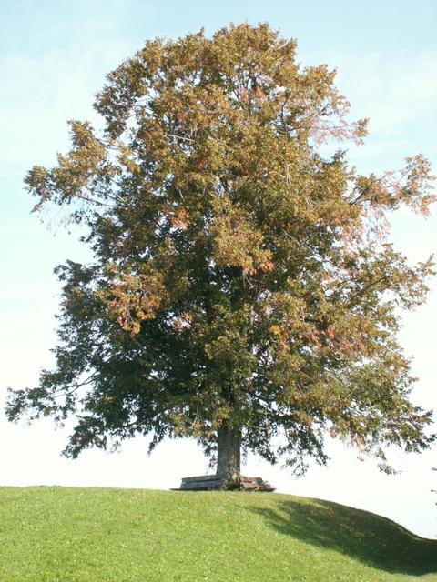 Zentenar Linde auf dem Nieschberg