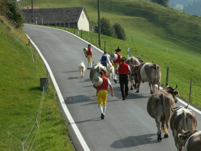 Alpabzug im Appenzellerland