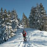 es geht durch den Wald bei Windegg