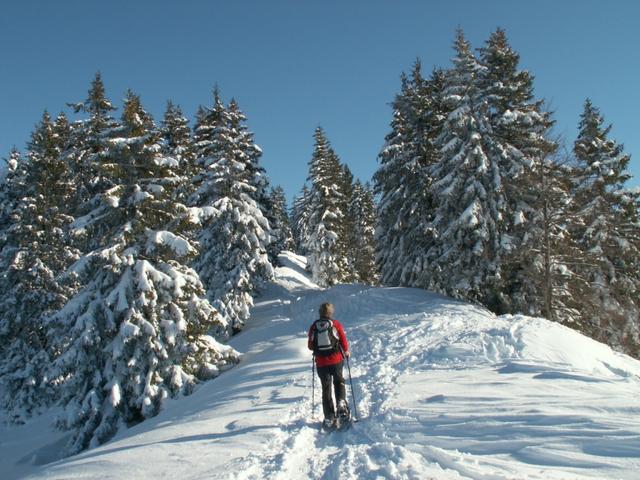 es geht durch den Wald bei Windegg