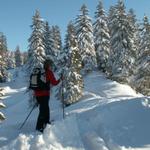 durch den tief verschneiten Wald, und das im November