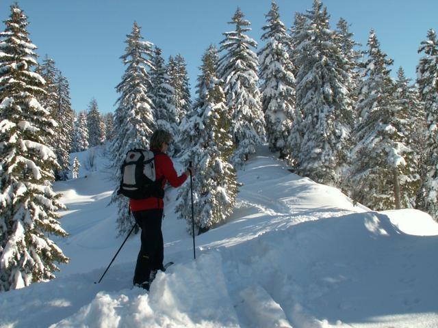 durch den tief verschneiten Wald, und das im November